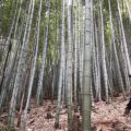 【竹林整備事業-4】里山の荒れた竹林を整備しました