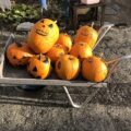 子供達の作ったハロウィンかぼちゃを並べました
